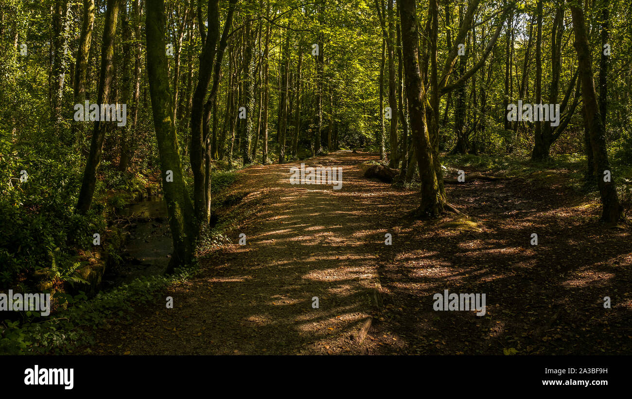 A panoramic view of a walking trail in Beech Wood inTehidy Country Park, the largest area of woodland in West Cornwall. Stock Photo