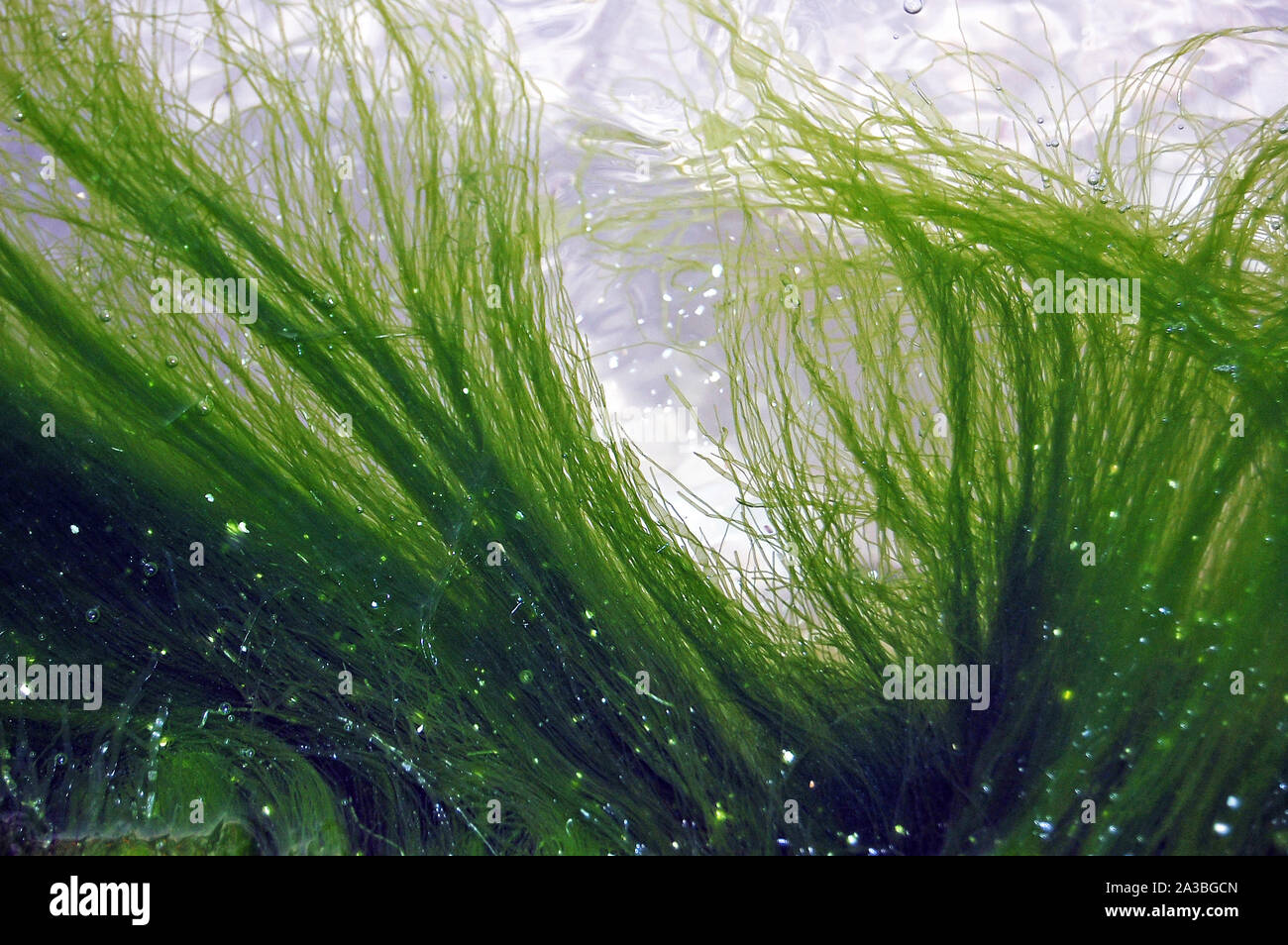 Background of seaweed floating in water Stock Photo