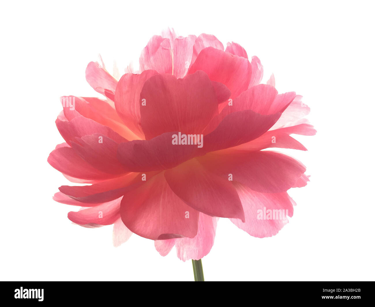 pink reebok classics