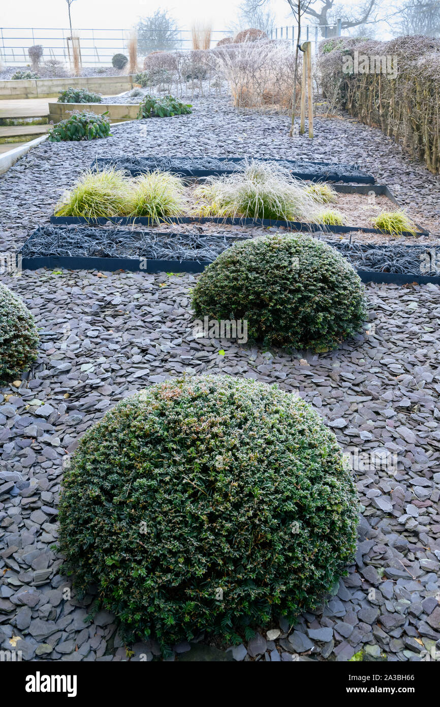 Stylish, contemporary design, landscaping & planting (grasses & yew balls) on herbaceous border - frost covered winter garden, Yorkshire, England, UK. Stock Photo