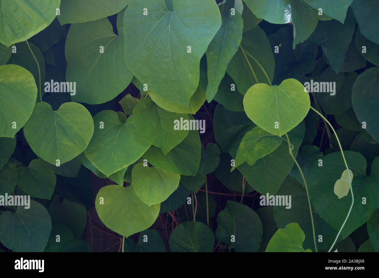 Green ivy background. Ivy in warm sunlight Stock Photo - Alamy