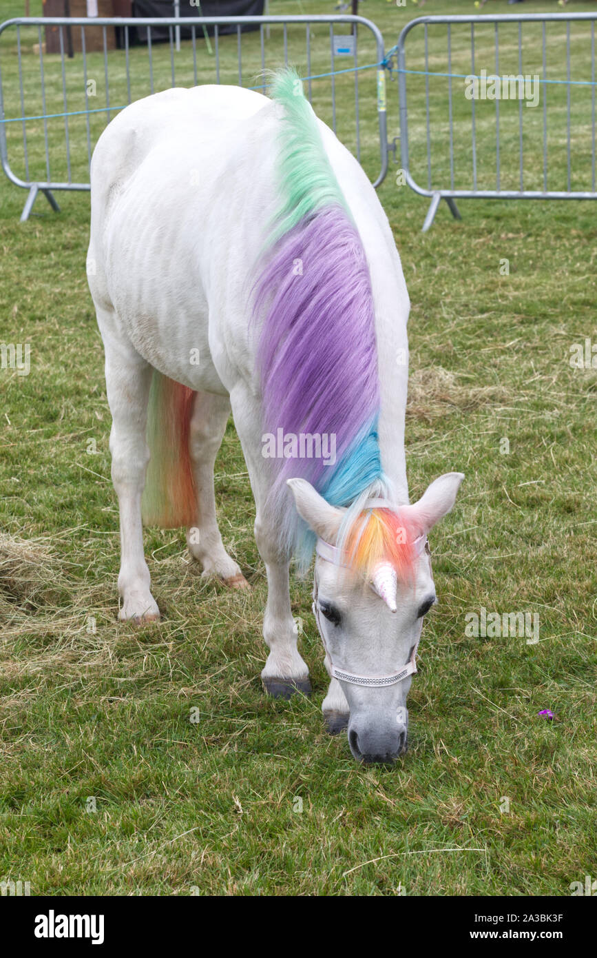 enchanted Unicorn pony Stock Photo