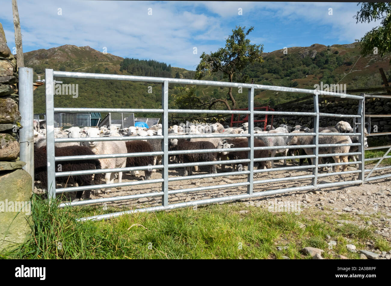 Flock of Herdwick sheep behind a gate on a farm in summer Borrowdale Lake District National Park Cumbria England UK United Kingdom GB Great Britain Stock Photo