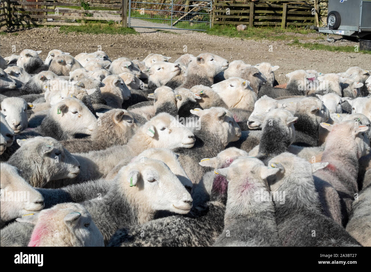 Flock of Herdwick sheep in pen on a farm in summer Borrowdale Lake District National Park Cumbria England UK United Kingdom GB Great Britain Stock Photo