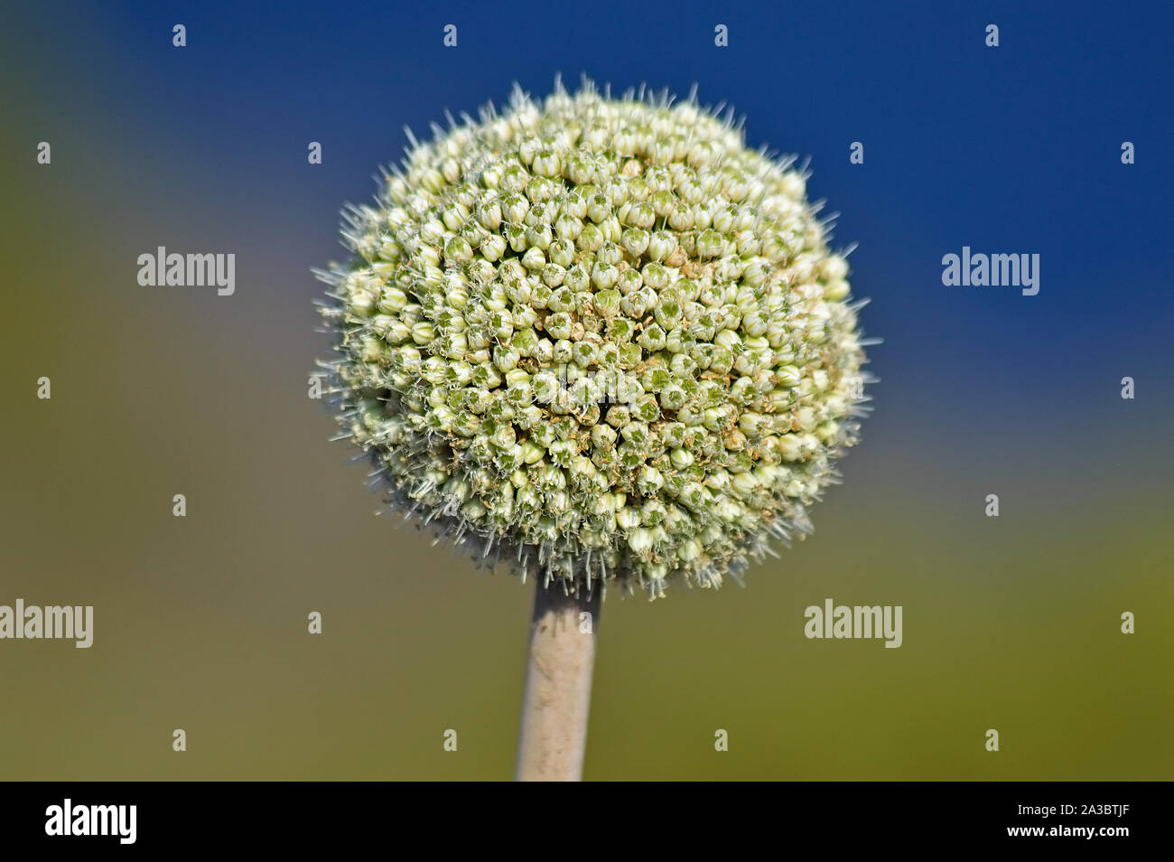 Wild allium flower head Stock Photo Alamy