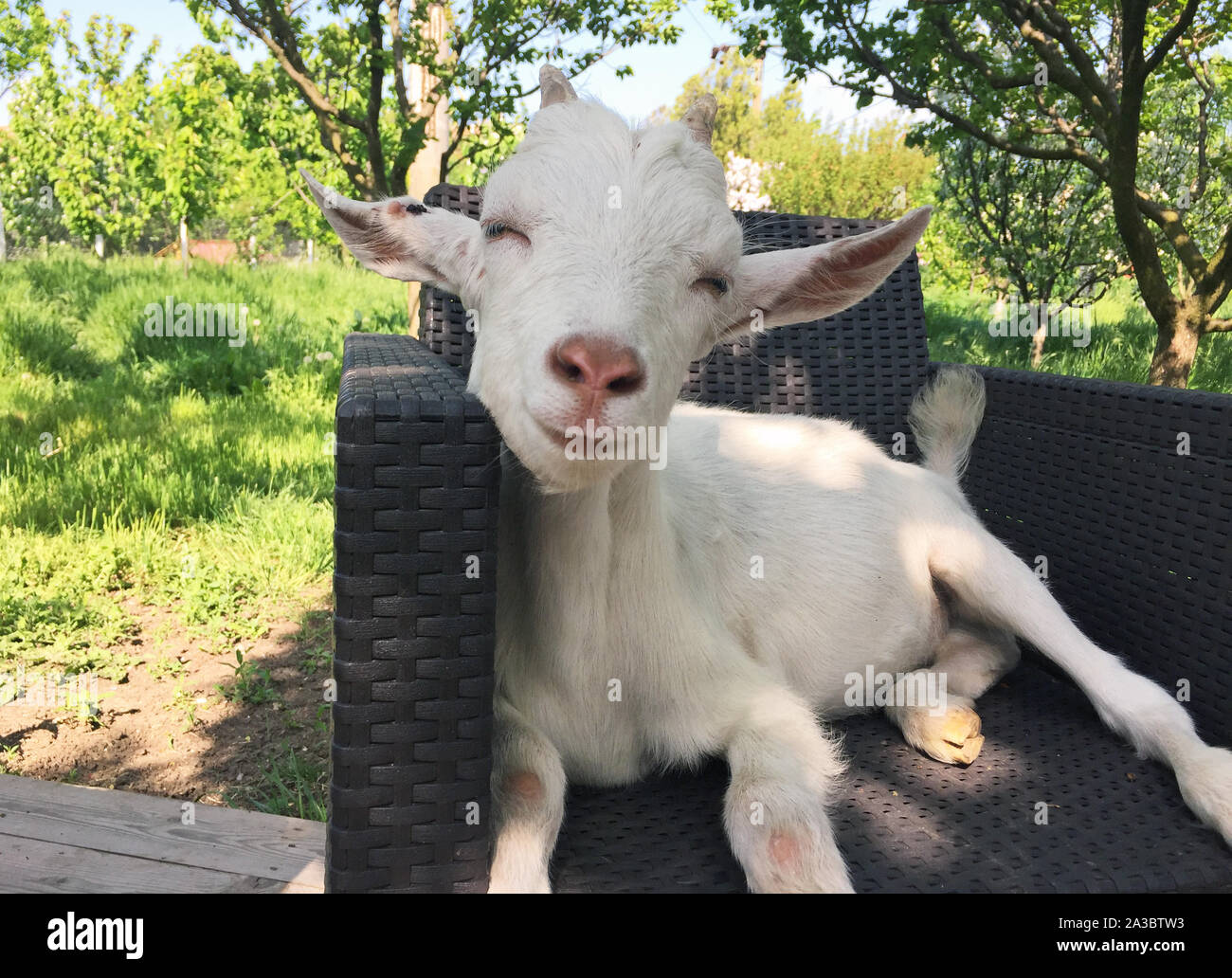 Cute kid goat pet sitting on garden chair Stock Photo