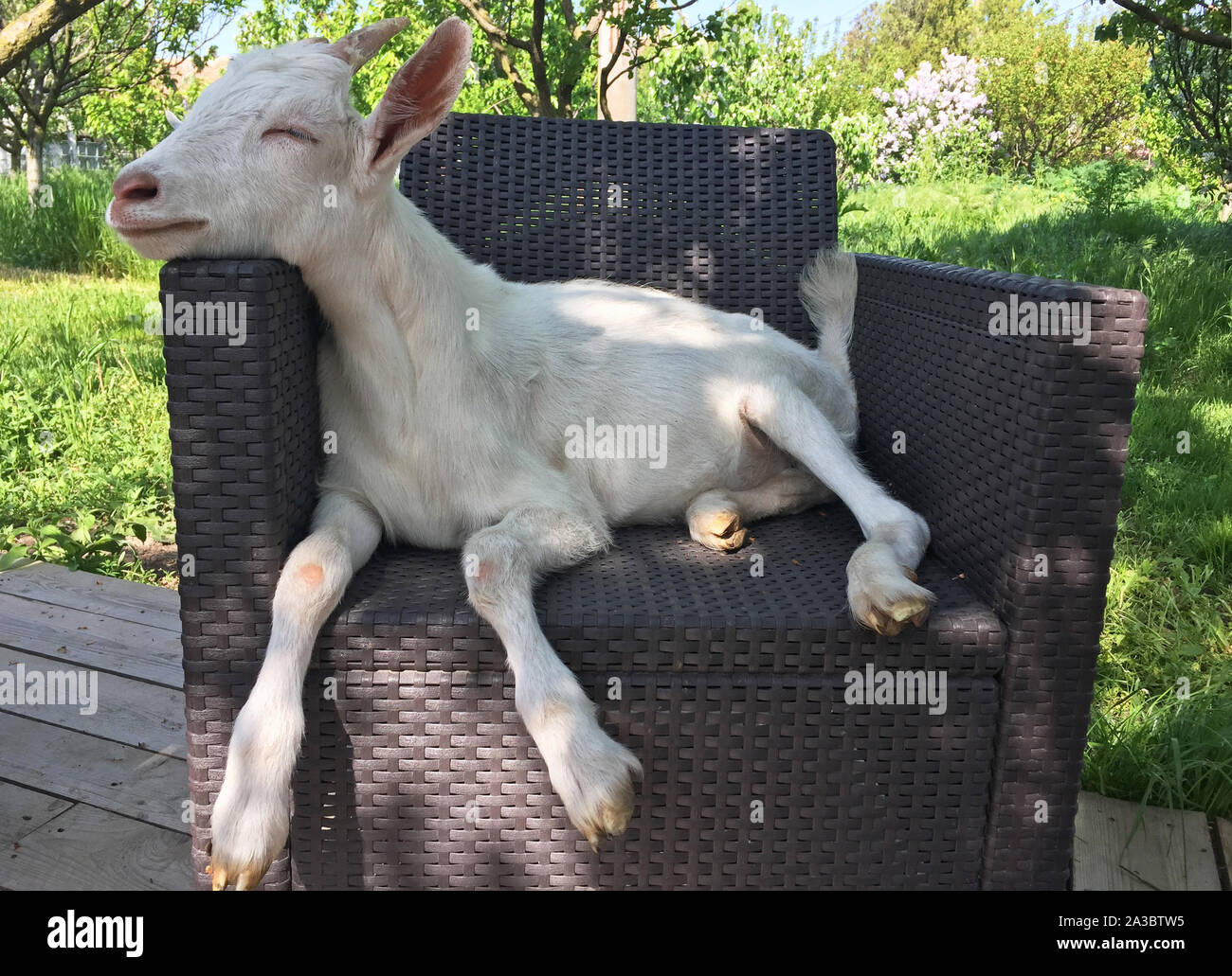 Cute kid goat pet sitting on garden chair Stock Photo