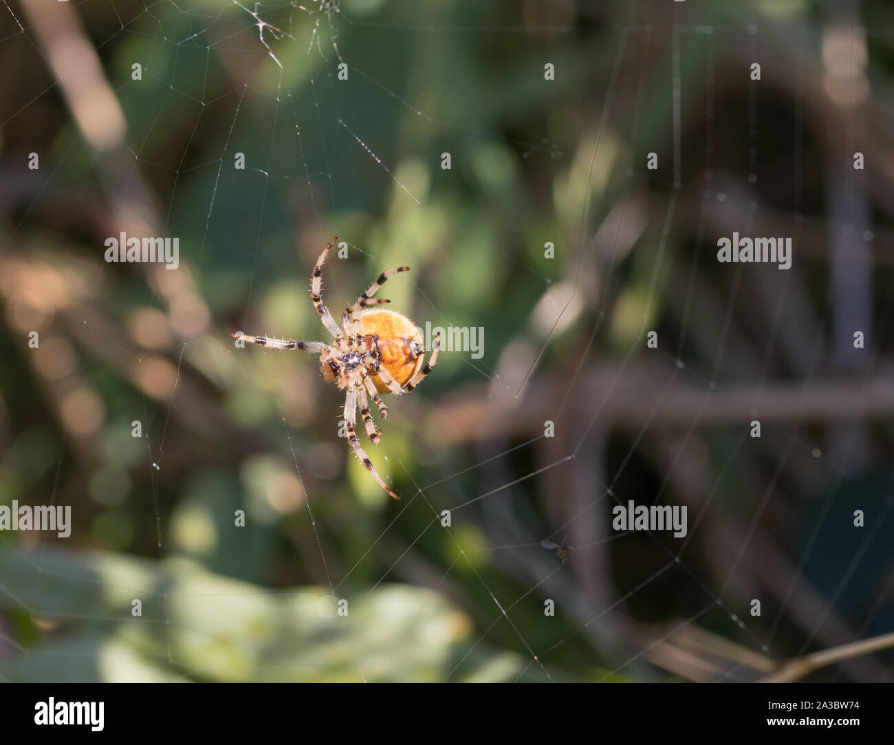 A Four Spotted Orb Weaver spider in Norfolk Stock Photo