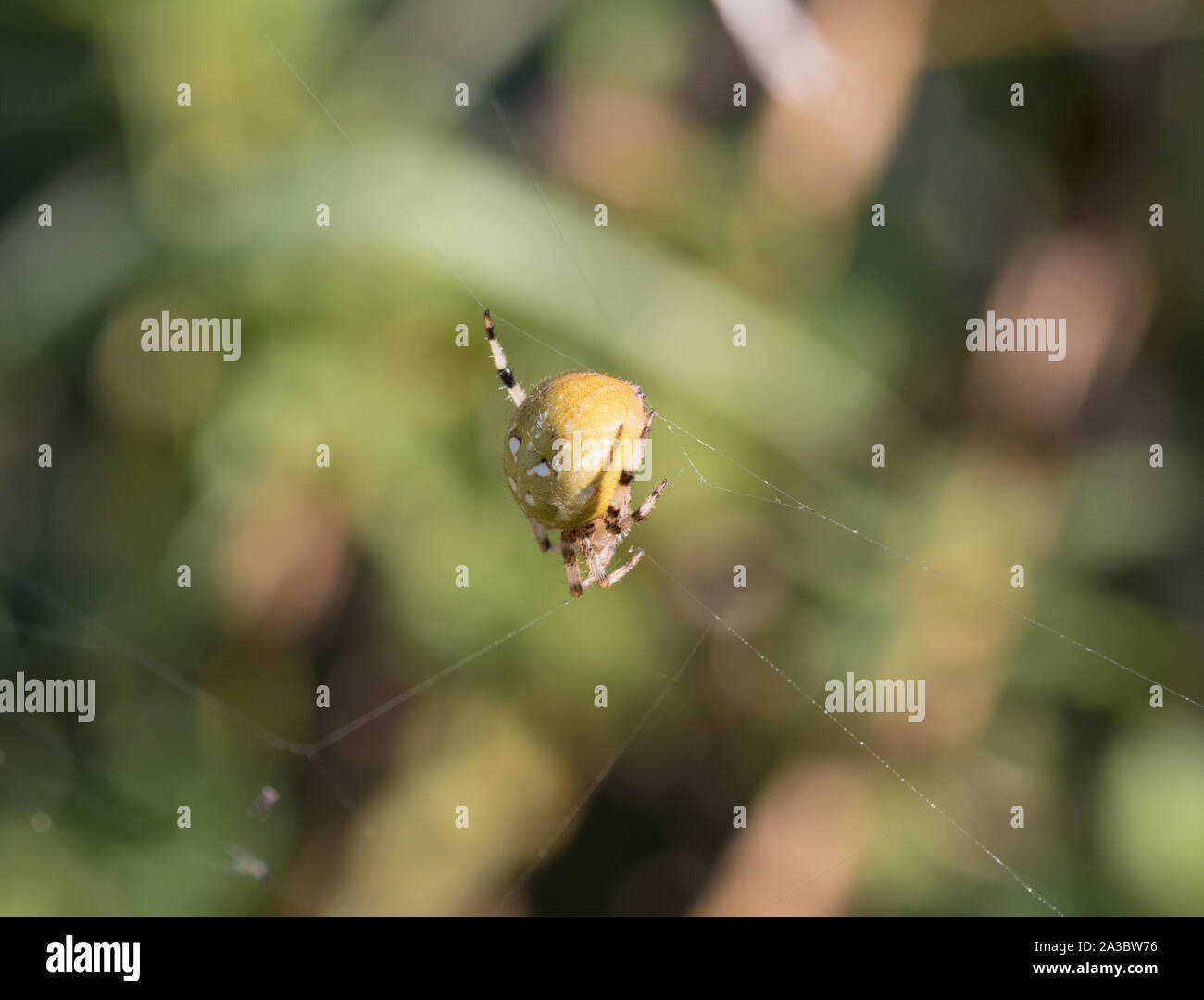 A Four Spotted Orb Weaver spider in Norfolk Stock Photo