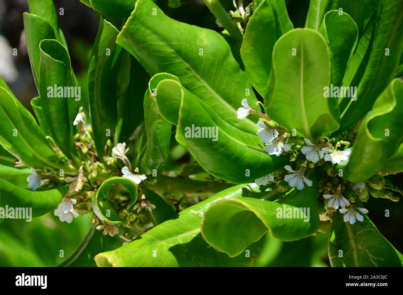 Travel nature flora hi-res stock photography and images - Alamy