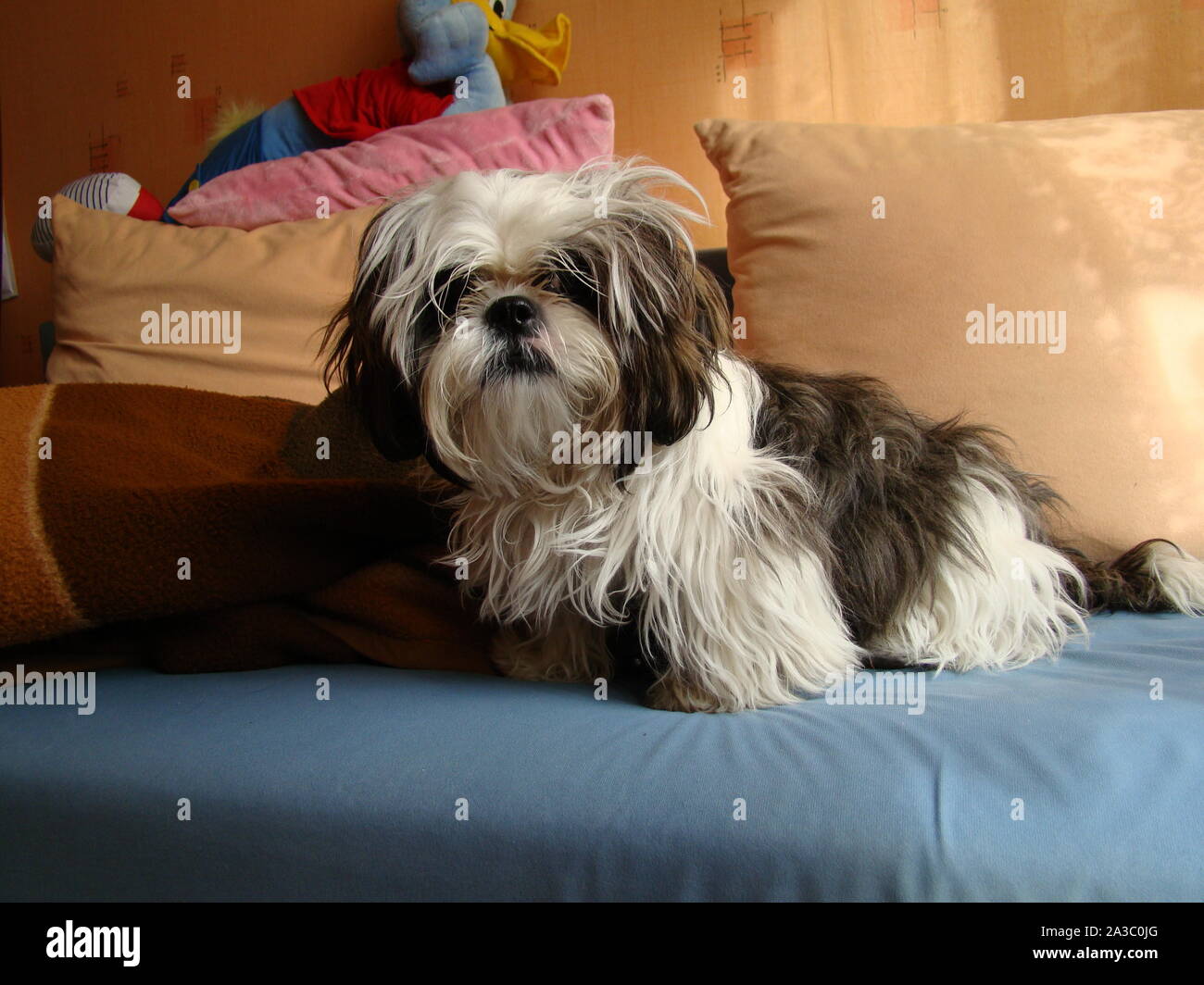 Shihtzu dog sitting on a couch