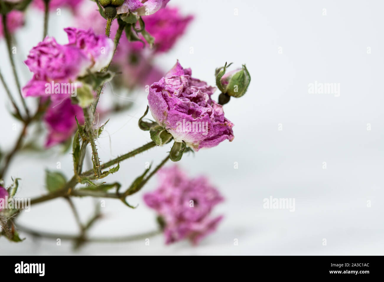 Unfresh Roses Dried up not fresh red rose isolated on white background Stock Photo ...