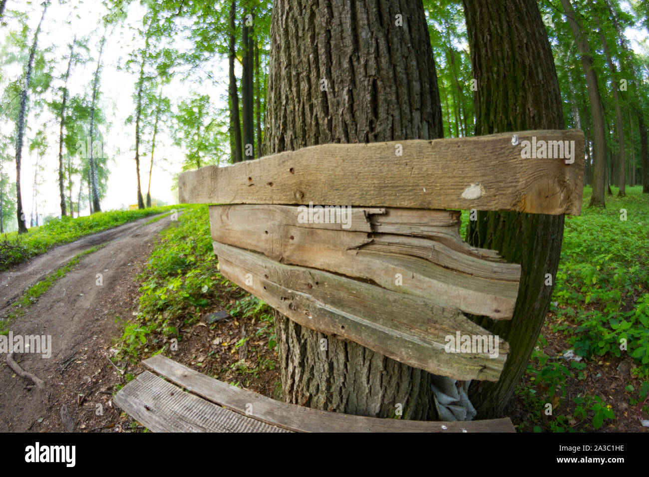 Old wooden pointer in a forest. Copy space Stock Photo - Alamy