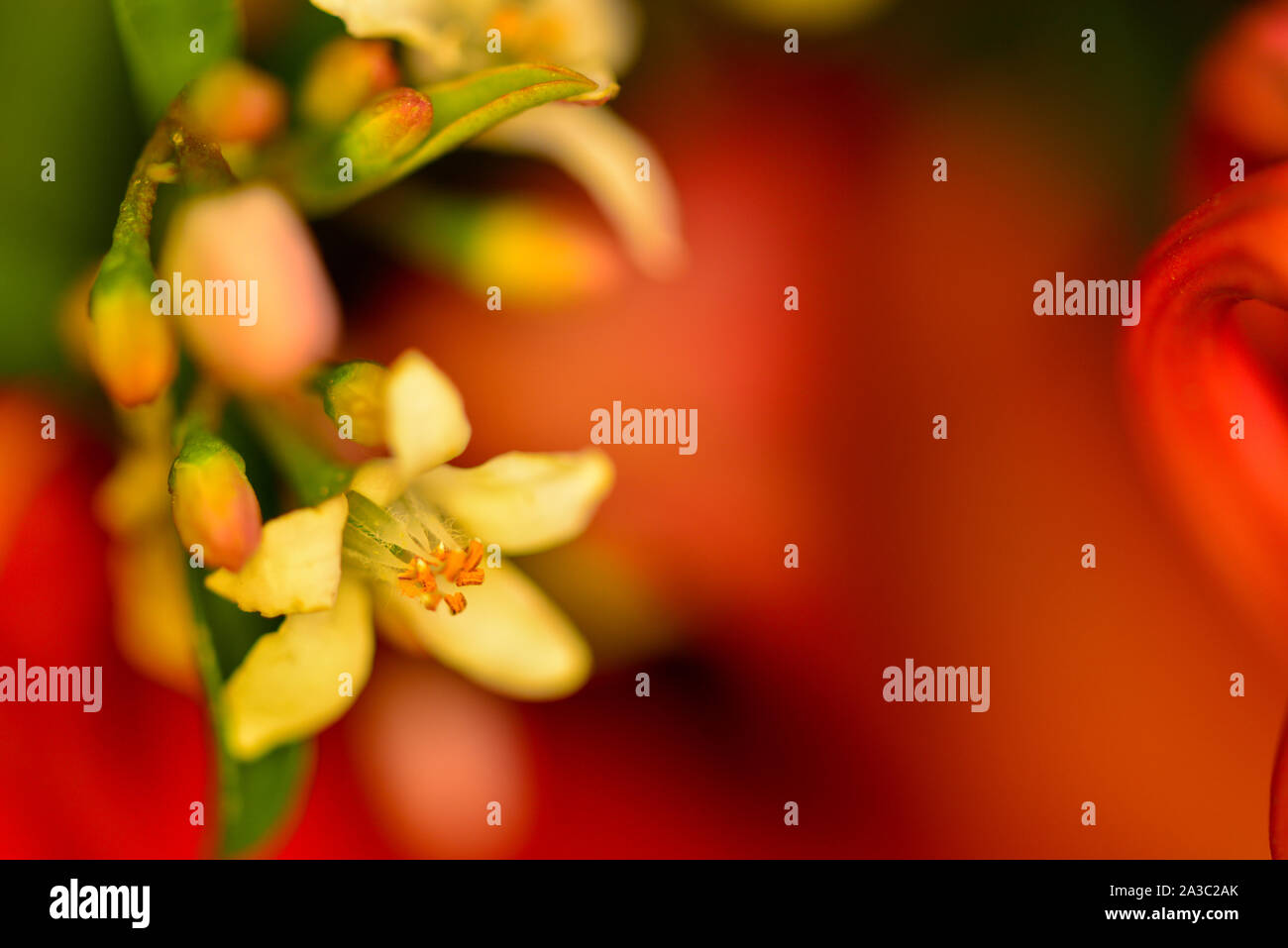 Australian native flower hi-res stock photography and images - Alamy