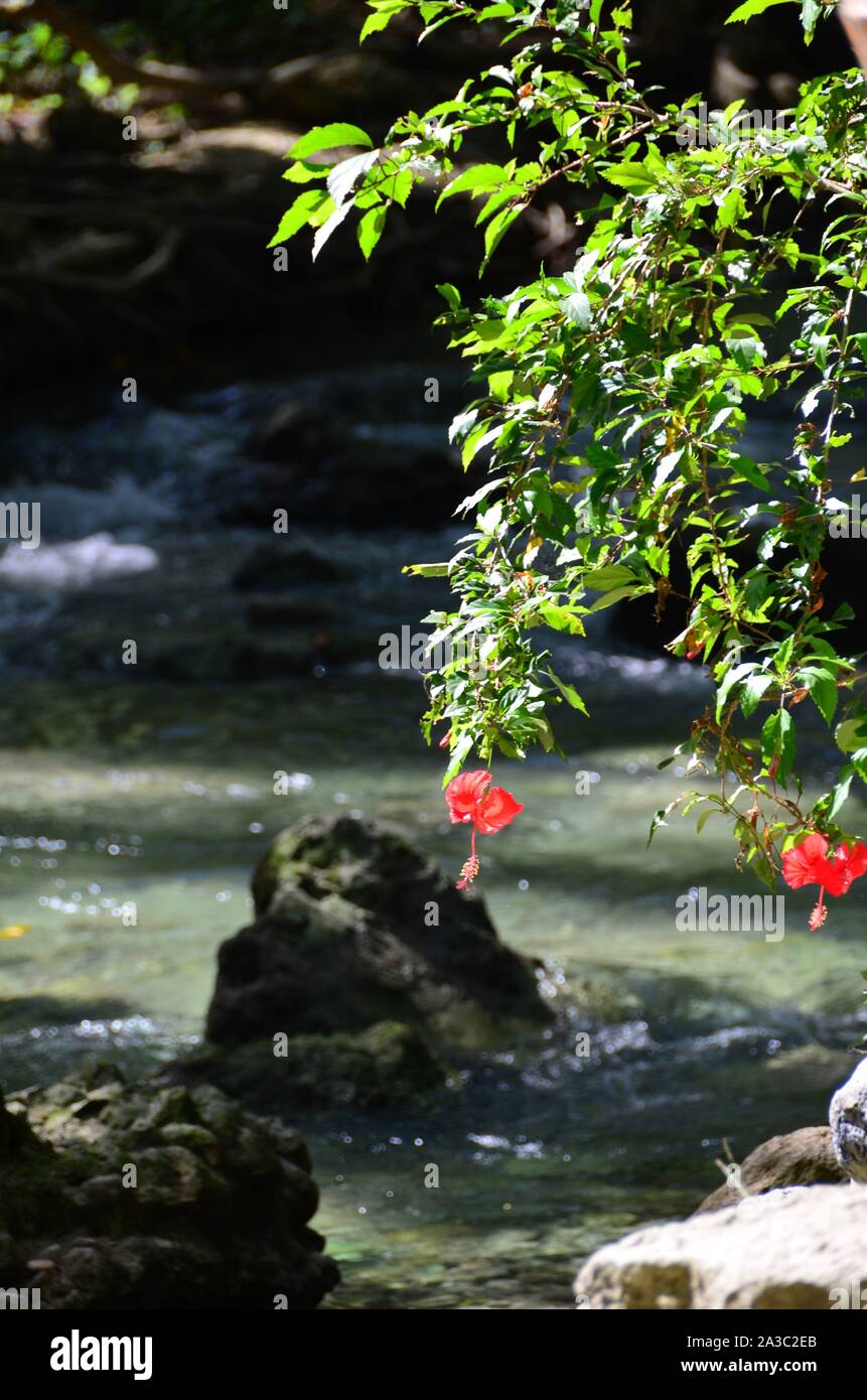The view of the jungle and tropical flora Stock Photo