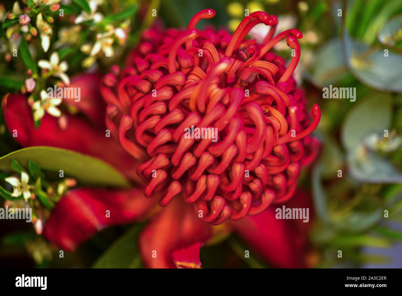Australian Native Flower Stock Photo Alamy