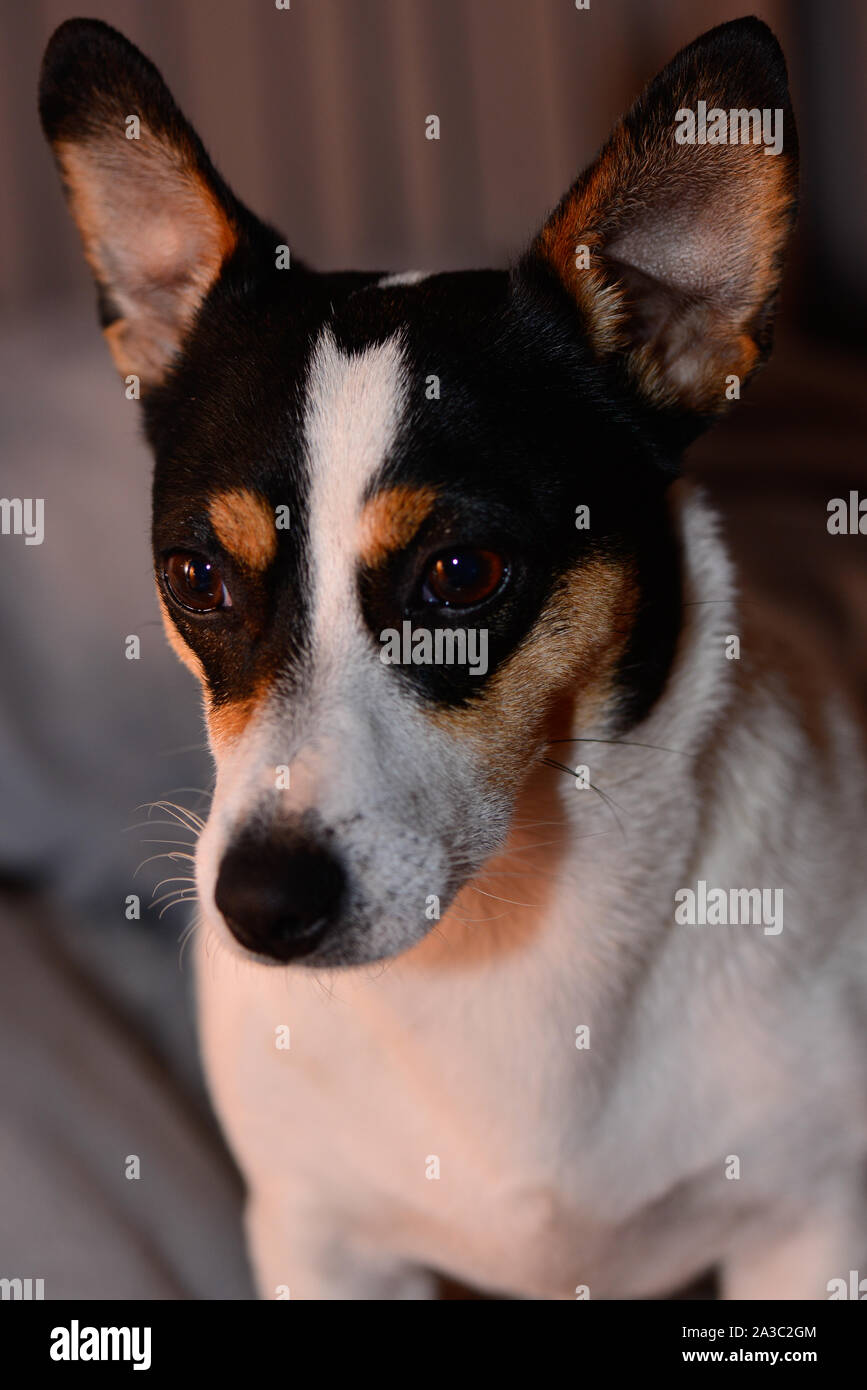 Jack Russell Short Hair and Short Leg White Black and Brown Dog Stock Photo