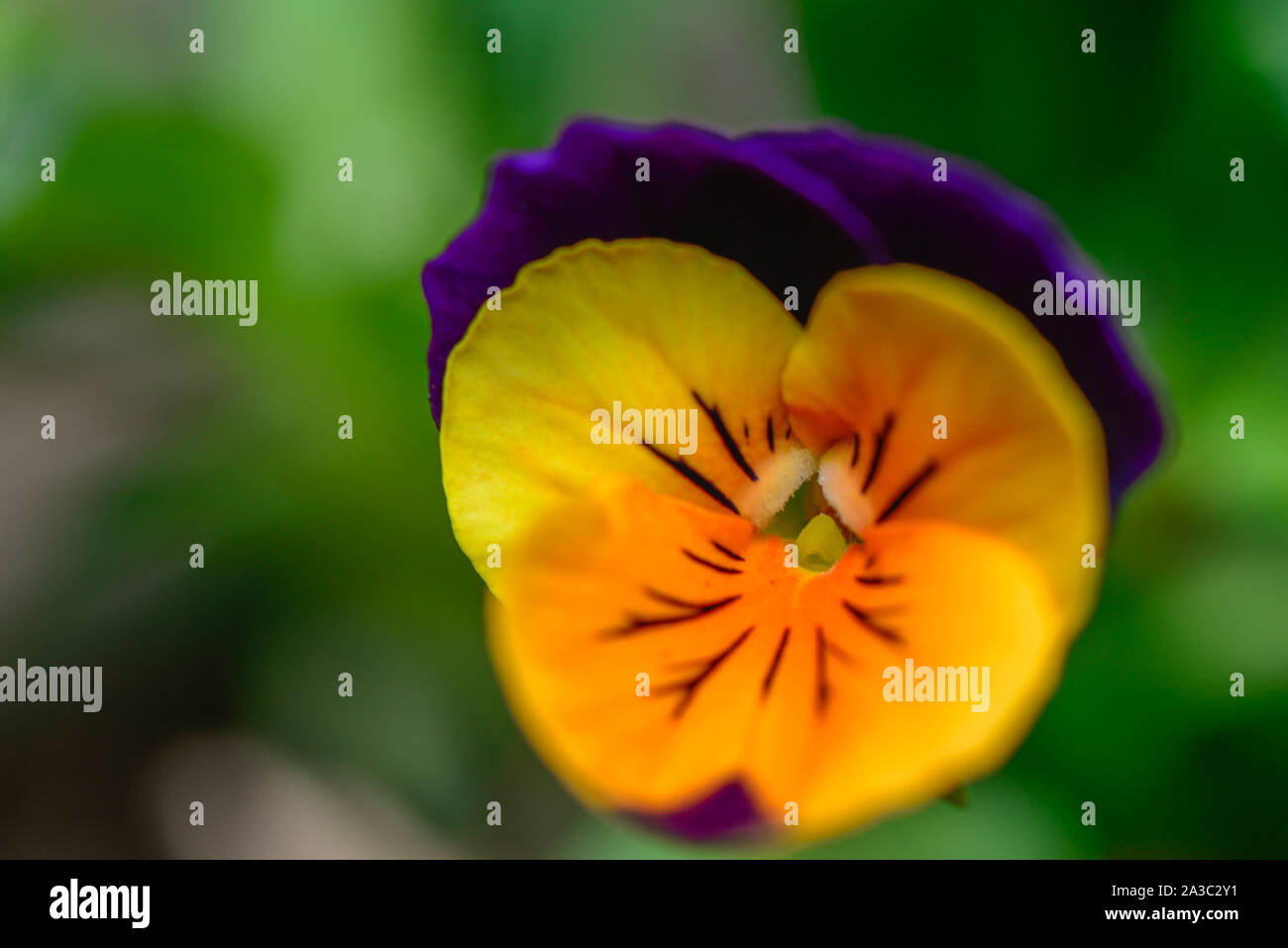Pink yellow purple flowers hi-res stock photography and images - Alamy