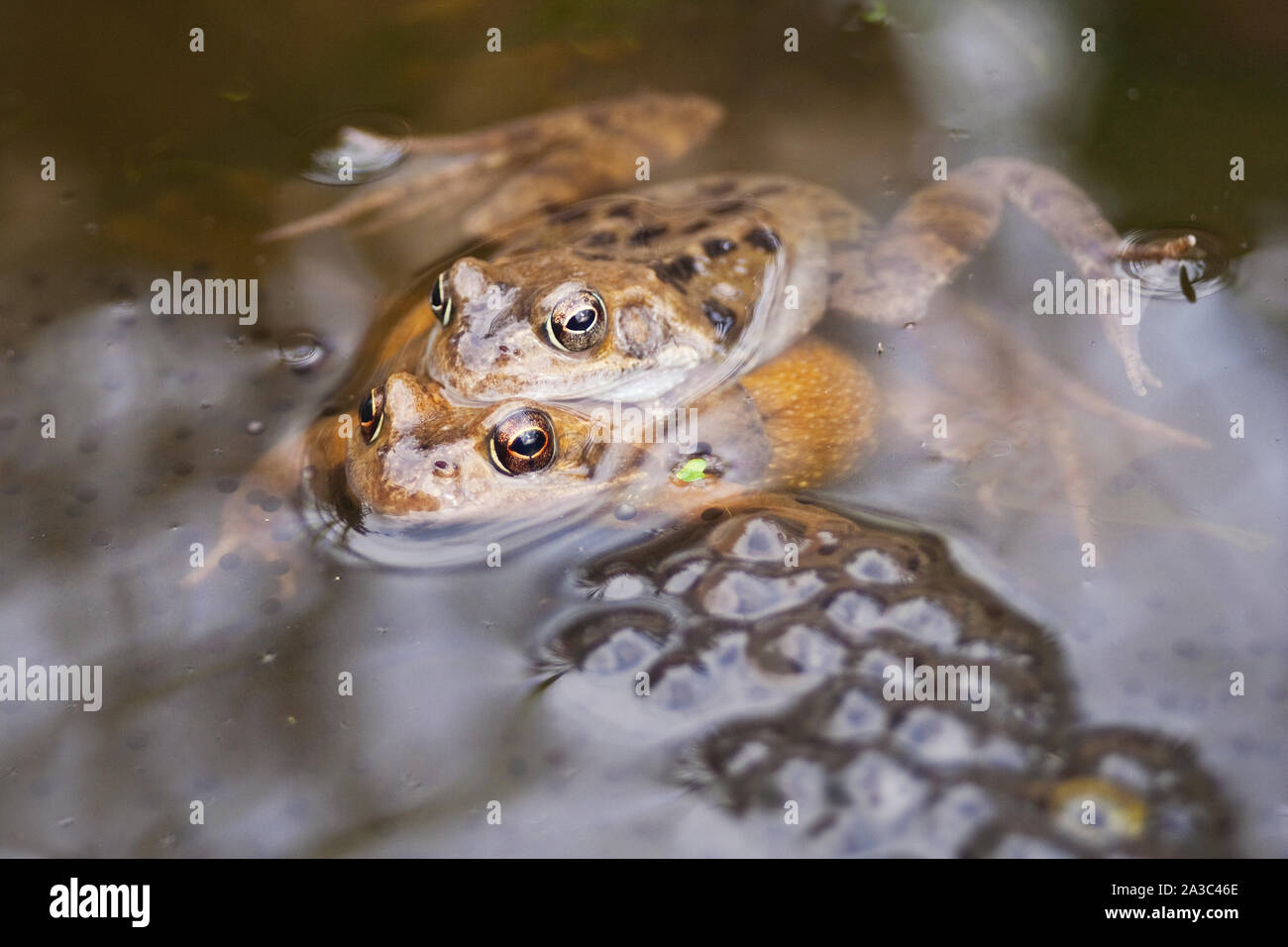 Common frogs mating in amplexus with spawn Stock Photo - Alamy