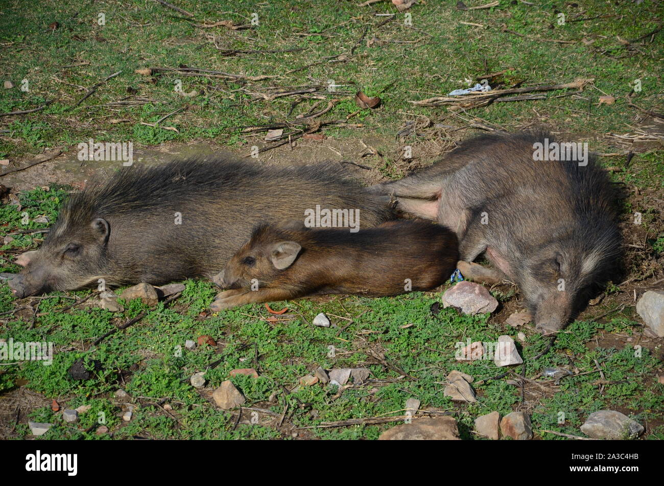 Sleeping boar family on the grass Stock Photo