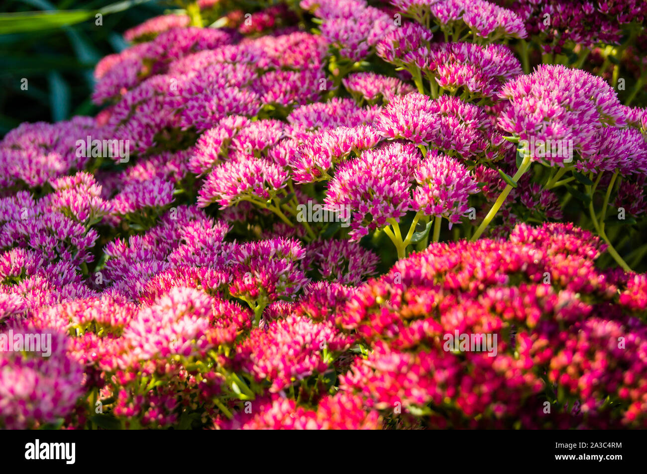 Bee friendly flower hi-res stock photography and images - Alamy
