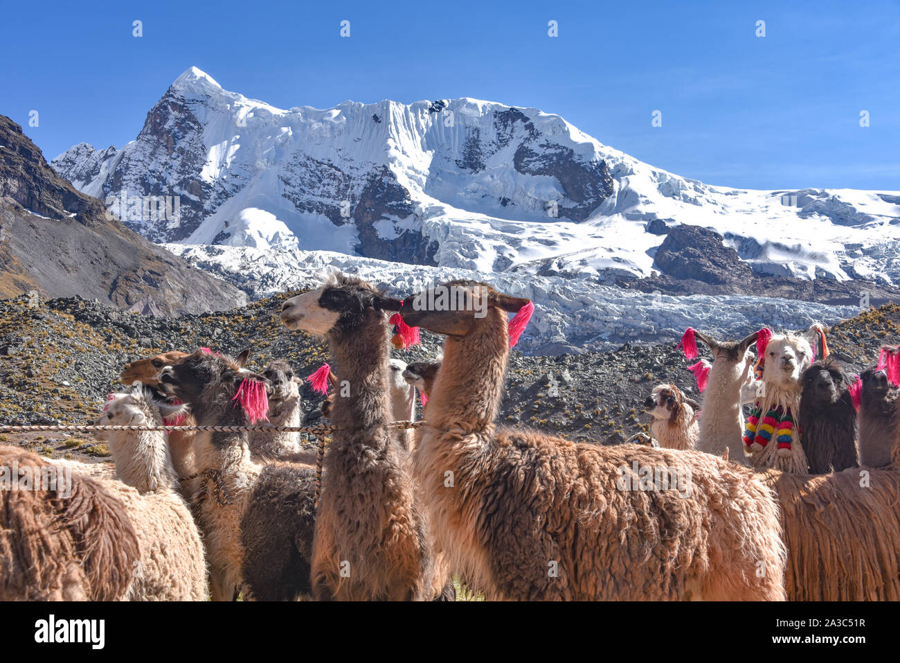 Transportation in peru llama hi-res stock photography and images - Alamy