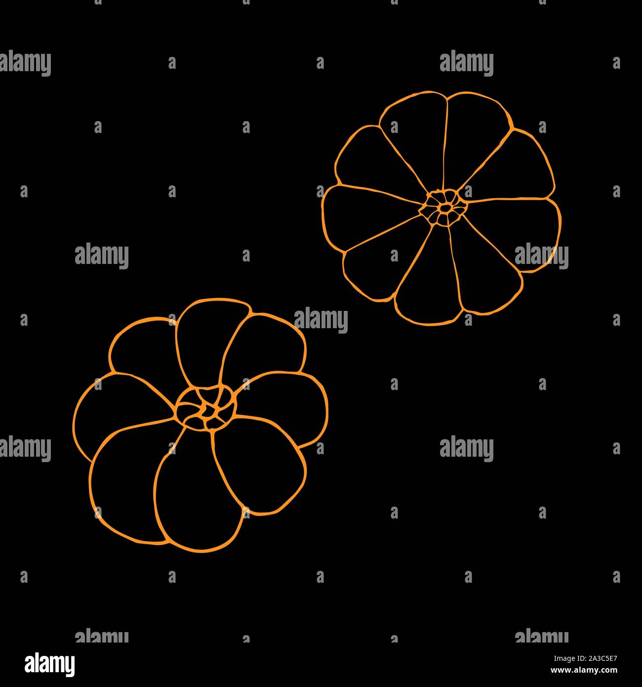 Two pumpkins. Hand drawing sketch. Orange outline on black background. Picture can be used in advertisement, posters, flyers, banners, logo, further design etc. Vector illustration. EPS10 Stock Vector