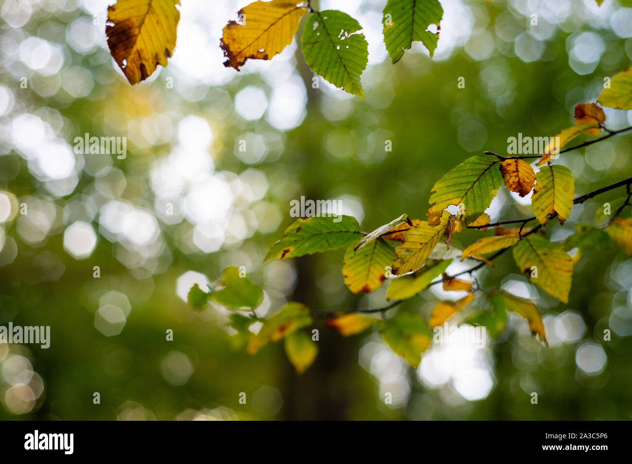 Autumn comes with light brown tones on the leaves Stock Photo - Alamy