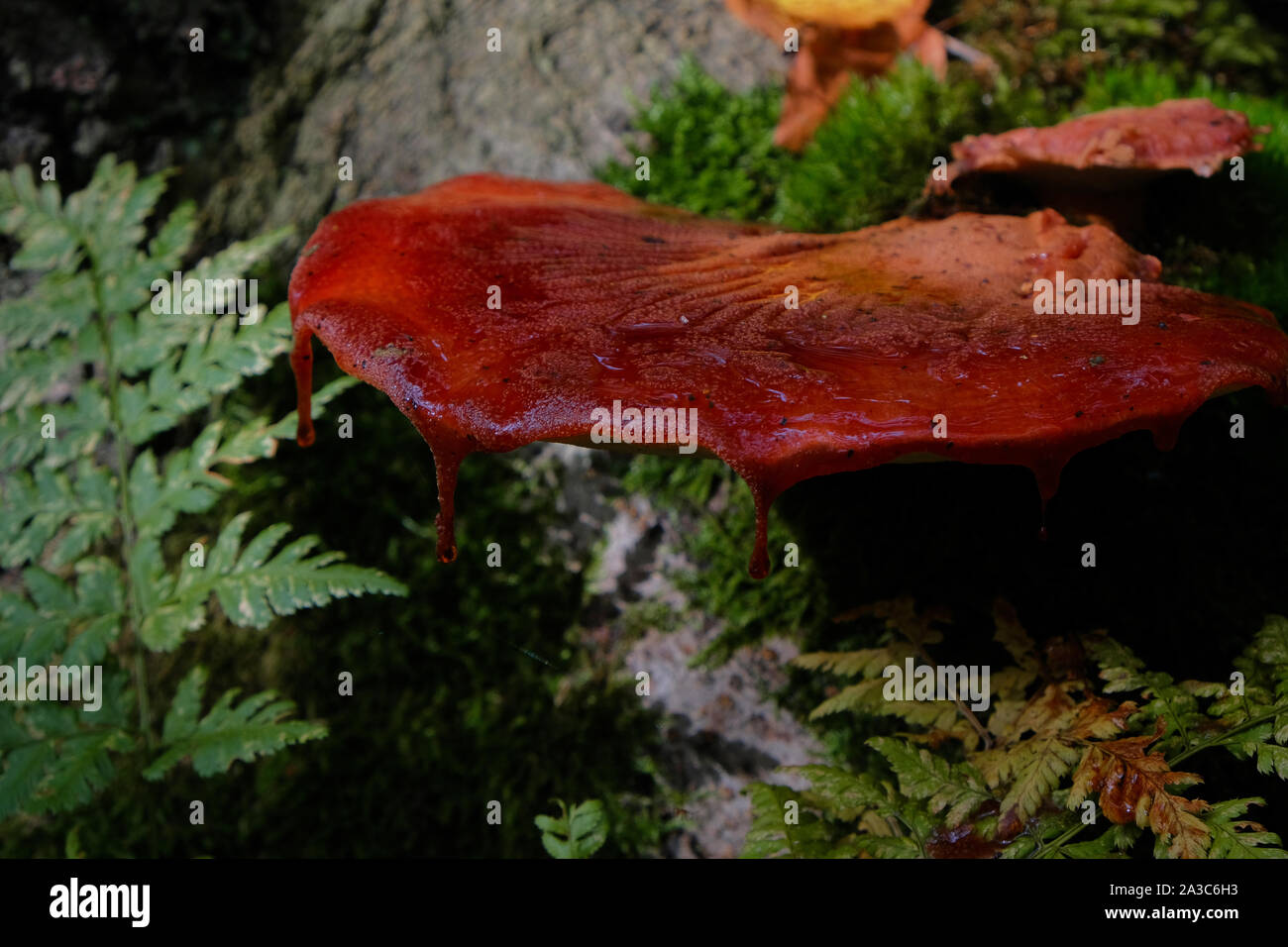 Beafsteak fungus mushroom growing on a tree bark in the Forest in Bergen Noord-Holland Stock Photo