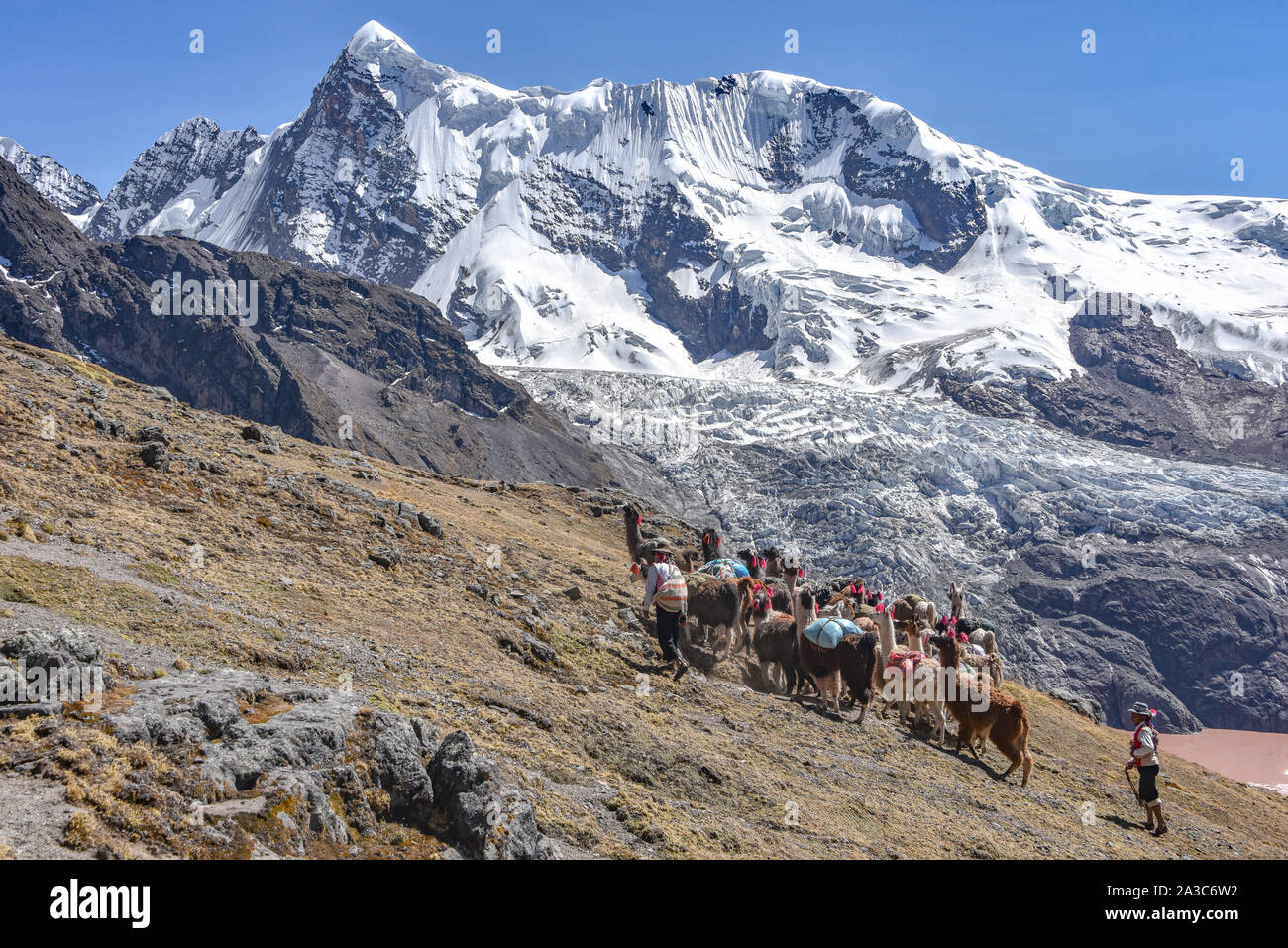 Transportation in peru llama hi-res stock photography and images - Alamy