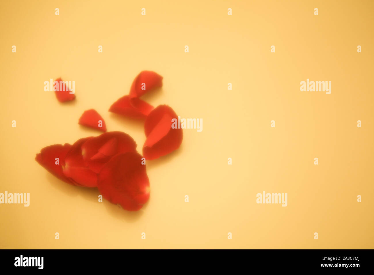 Soft focus rose hi-res stock photography and images - Alamy
