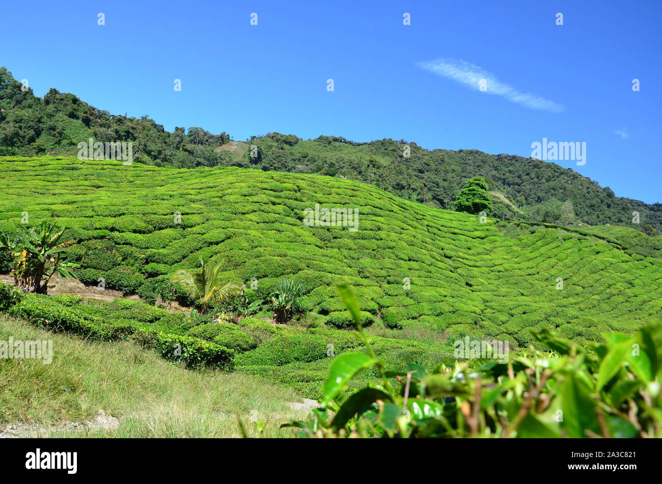 The view of the jungle and tropical flora Stock Photo