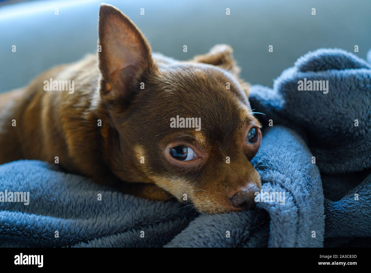 One little sad dog lies on sofa Stock Photo