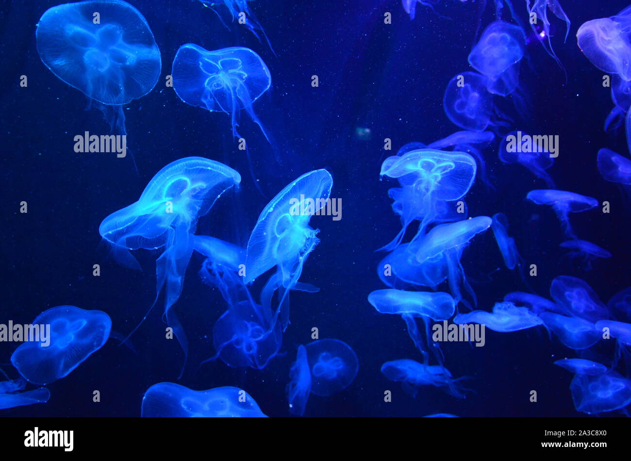Jellyfish in the aquarium Stock Photo