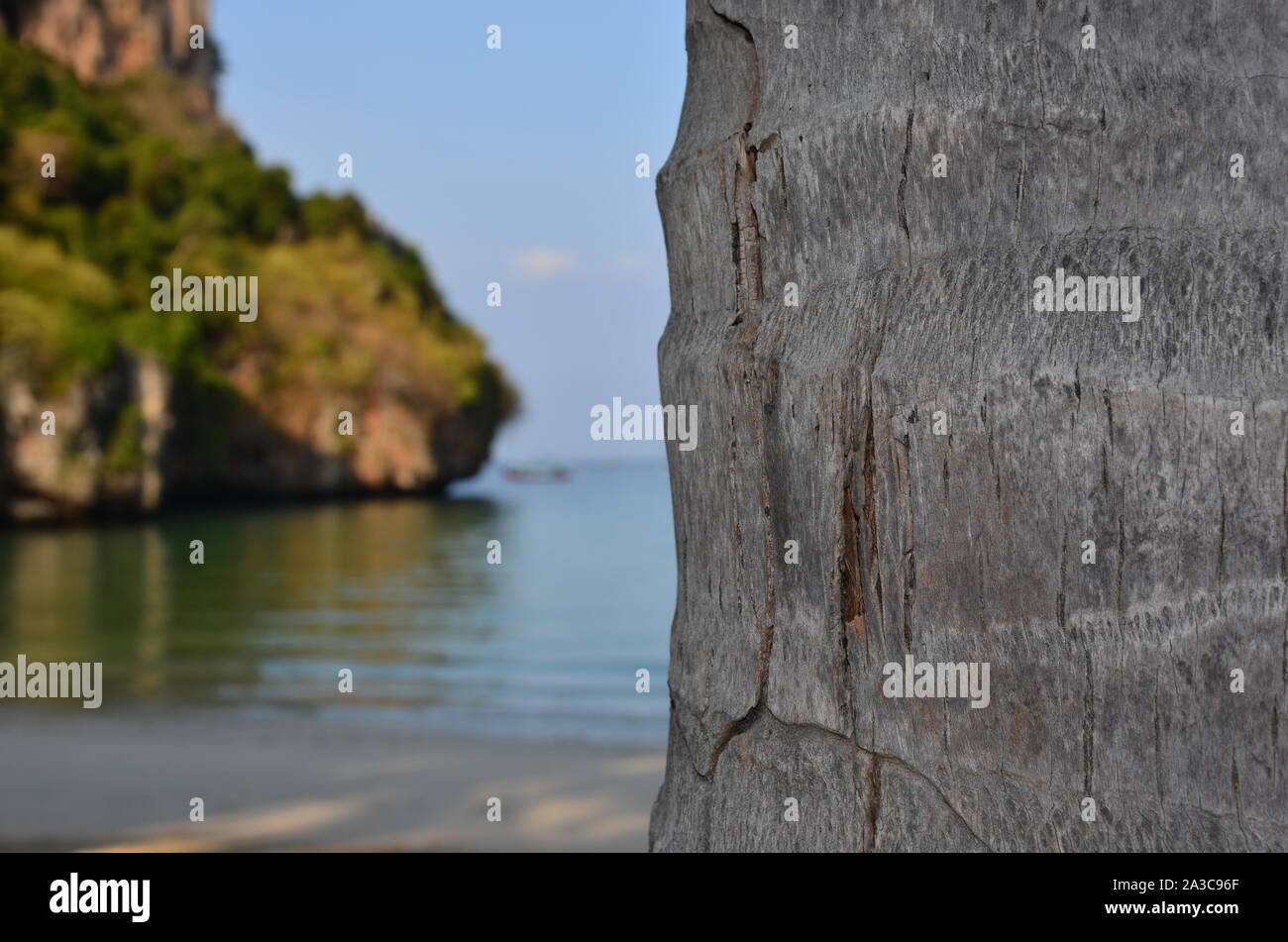The view of the palm tree and beach Stock Photo