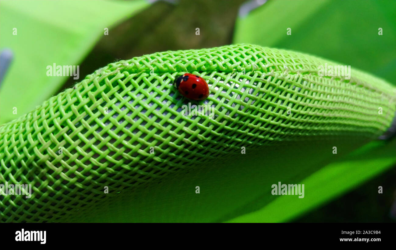 The ladybug on a green sun chair Stock Photo