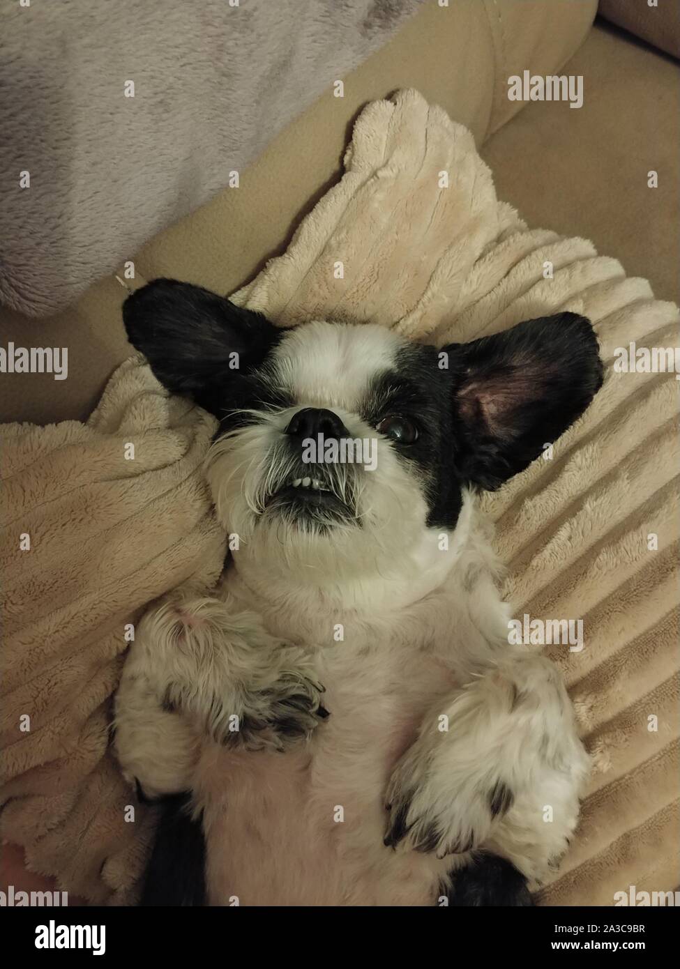 Shihtzu dog sitting on a couch