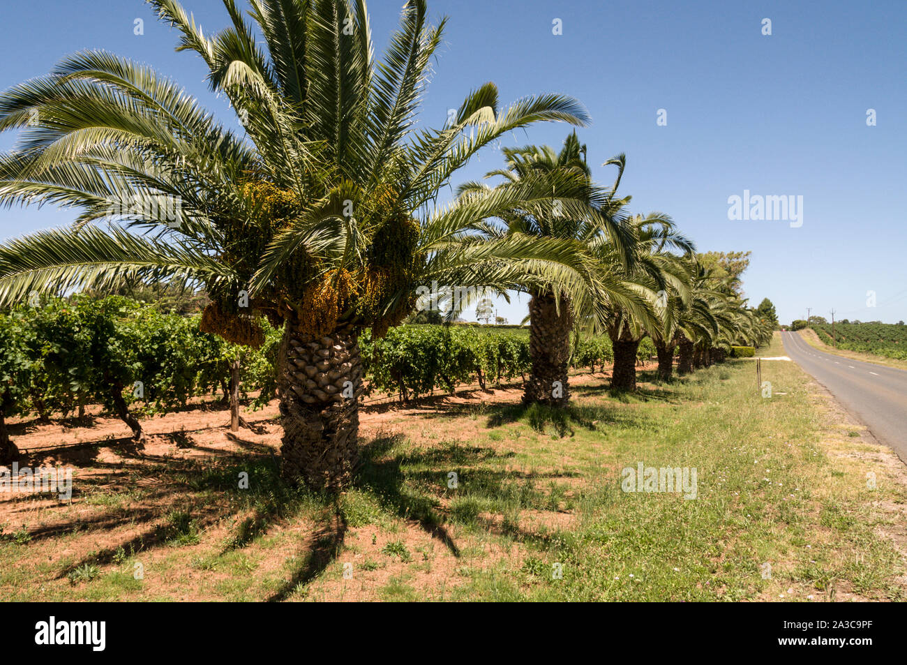 A row of distinctive palm trees along the 10km Seppeltsfield Road in the Barossa Valley wine region in South Australia.   There are about 150 wineries Stock Photo
