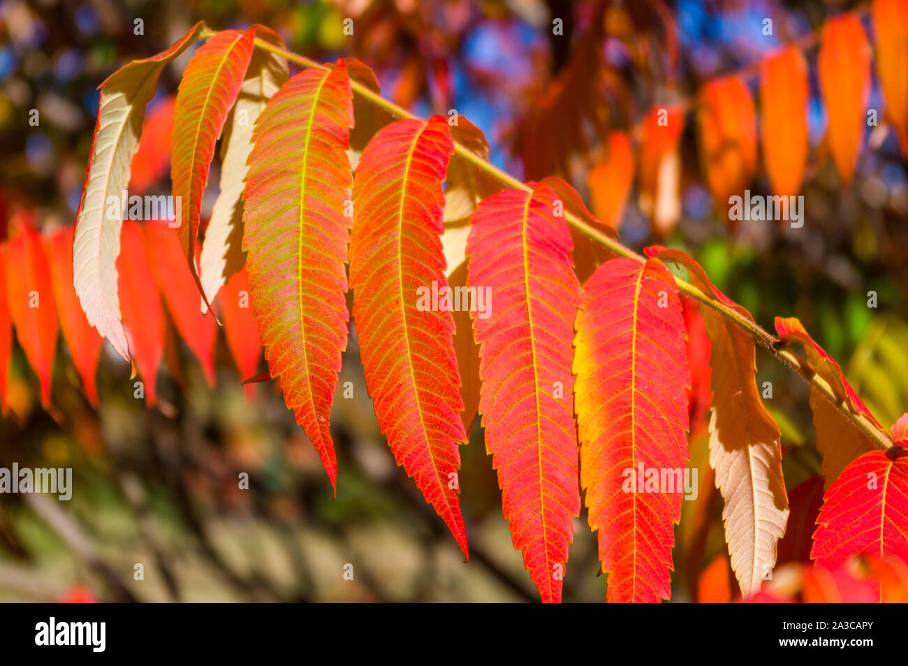 Autumn red and yellow colors of the Rhus typhina, Staghorn sumac