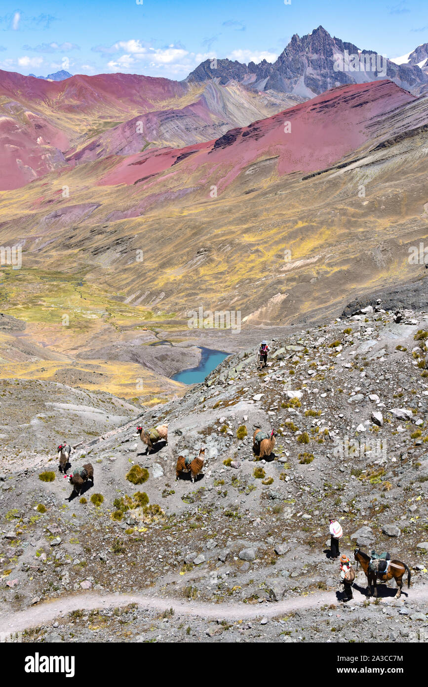 Llamas on a mountain slope close to Mount Ausangate . Cordillera Vilcanota, Cusco, Peru Stock Photo