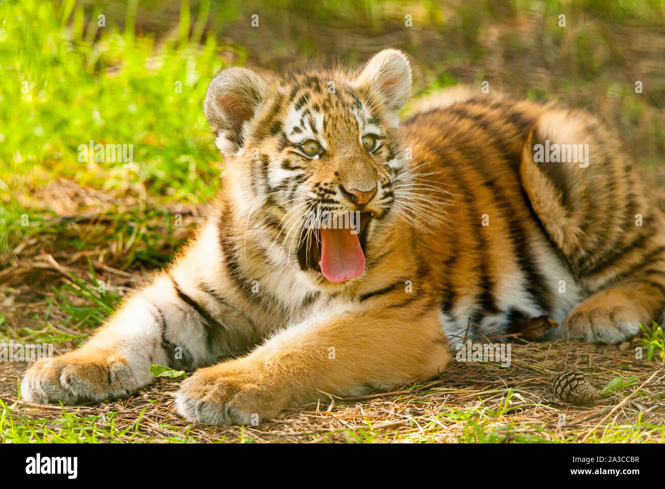 Amur/Siberian Tiger Cub (Panthera Tigris Altaica) lying down with Mouth  open Yawning Stock Photo - Alamy