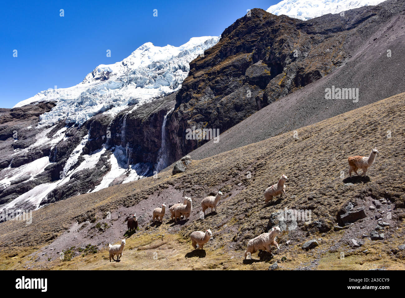Llamas on a mountain slope close to the Ausangate Glacier. Cordillera Vilcanota, Cusco, Peru Stock Photo