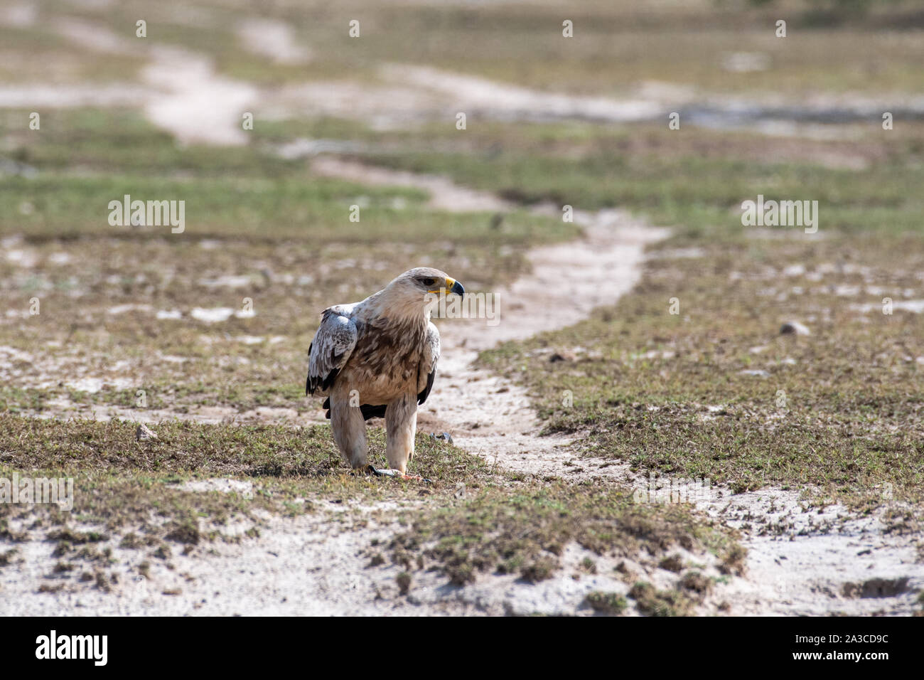 Tawny eagle or Aquila rapax with a Spiny tailed lizard or Uromastyx kill in his claws in an open field at tal chhapar blackbuck sanctuary, india Stock Photo