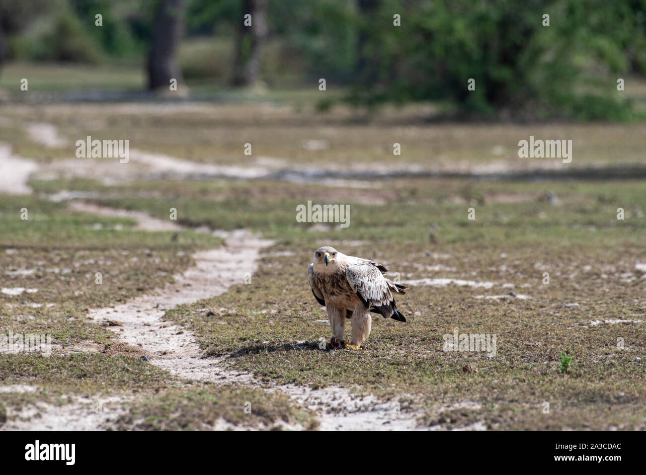 Tawny eagle or Aquila rapax with a Spiny tailed lizard or Uromastyx kill in his claws in an open field at tal chhapar blackbuck sanctuary, india Stock Photo