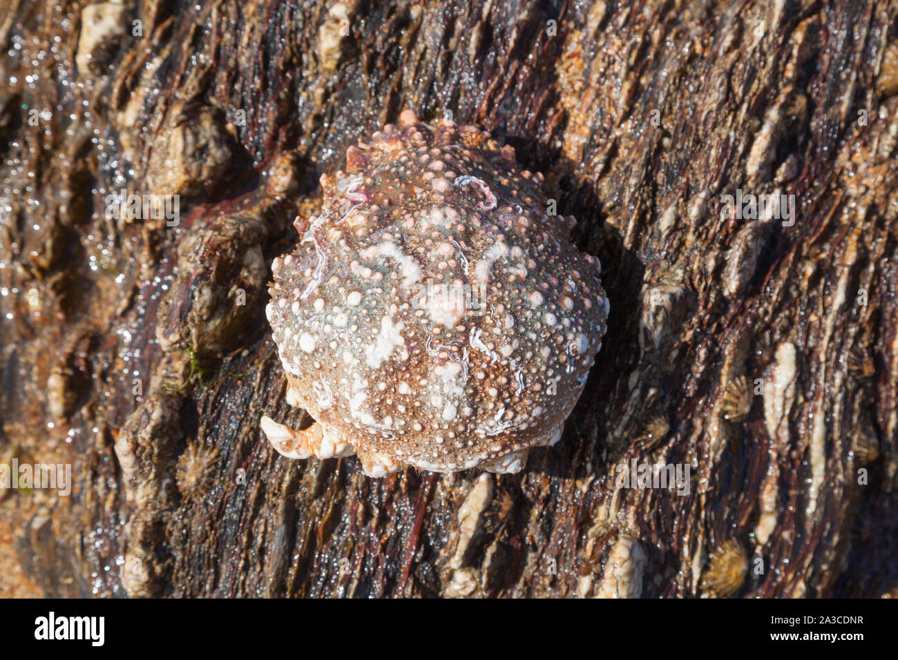 Spider Crab shell at Hope cove, South Devon England, United Kingdom