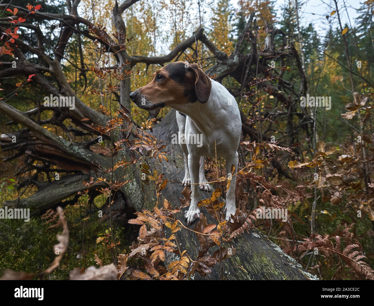 Yellow-black hunting dog looks into the distance in the autumn forest. Stock Photo