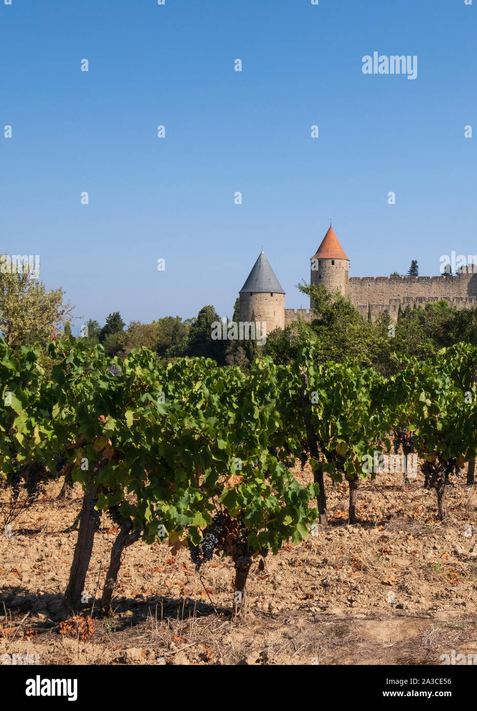Vineyard next to La Cite, Carcassonne, France. Growing grapes to make wine is the main agriculture in the Languedoc Stock Photo