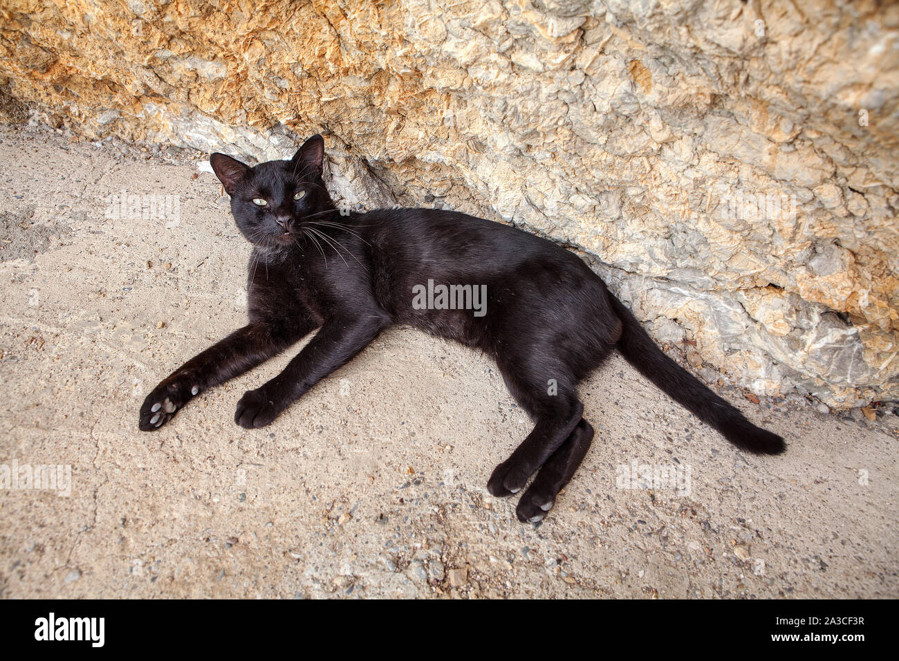 adorable black cat lying on the ground Stock Photo - Alamy