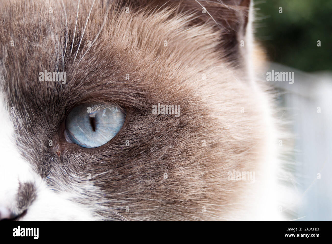 closeup of a beautiful blue eyes of a cat. cat portrait Stock Photo