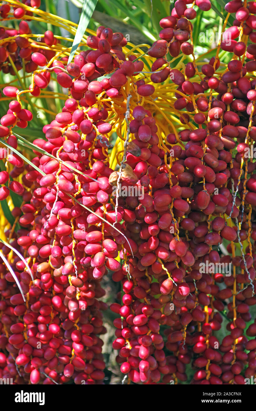 Palm Tree With Fruits High Resolution Stock Photography and Images Alamy